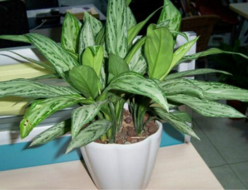 ���ʺ�Ҷ������ô�� ѧ�������п��ٽ�����ʺ�Ҷ������