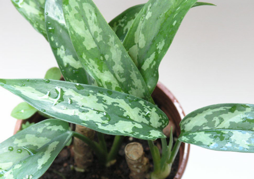 ���ʺ�Ҷ������ô�� ѧ�������п��ٽ�����ʺ�Ҷ������