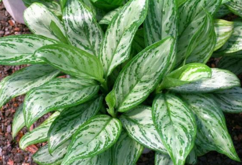 ���ʺ�Ҷ������ô�� ѧ�������п��ٽ�����ʺ�Ҷ������