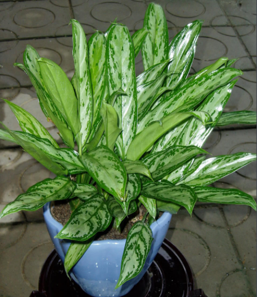 ���ʺ�Ҷ������ô�� ѧ�������п��ٽ�����ʺ�Ҷ������