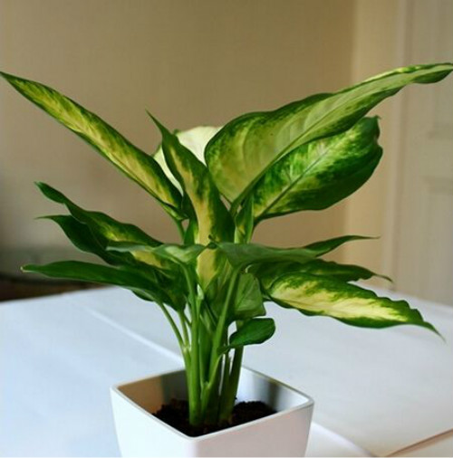 ���ʺ���ʲô��ˮ���� �������ʺ�ķ�ˮ��������ЩŶ