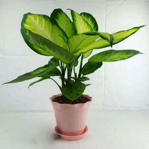 ���ʺ���ʲô��ˮ���� �������ʺ�ķ�ˮ��������ЩŶ