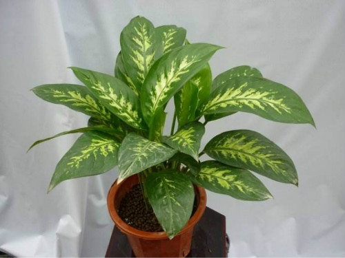 ���ʺ���ʲô��ˮ���� �������ʺ�ķ�ˮ��������ЩŶ