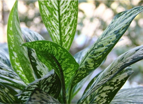 ���ʺ���ʲô��ˮ���� �������ʺ�ķ�ˮ��������ЩŶ