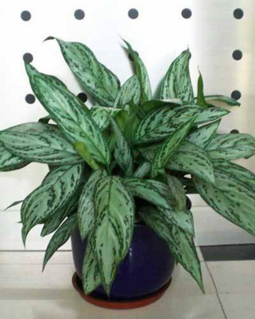 ���ʺ���ʲô��ˮ���� �������ʺ�ķ�ˮ��������ЩŶ