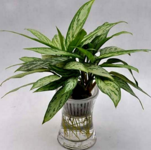 银皇后可以水培吗 水培银皇后的详细步骤方法看这里