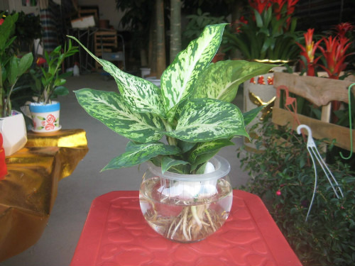 银皇后可以水培吗 水培银皇后的详细步骤方法看这里