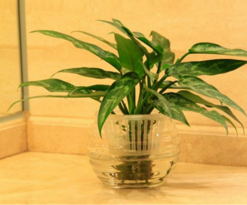 银皇后可以水培吗 水培银皇后的详细步骤方法看这里