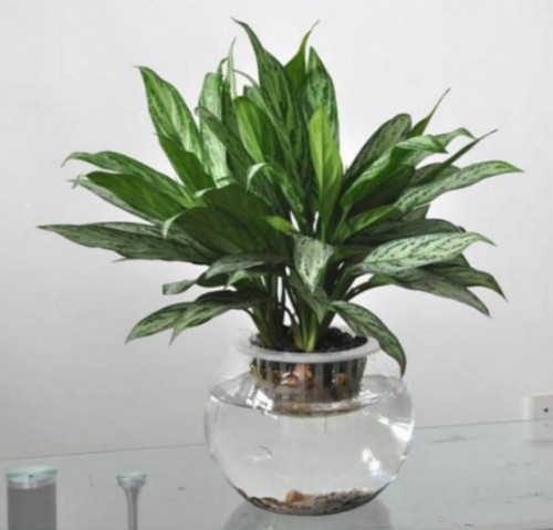 银皇后可以水培吗 水培银皇后的详细步骤方法看这里