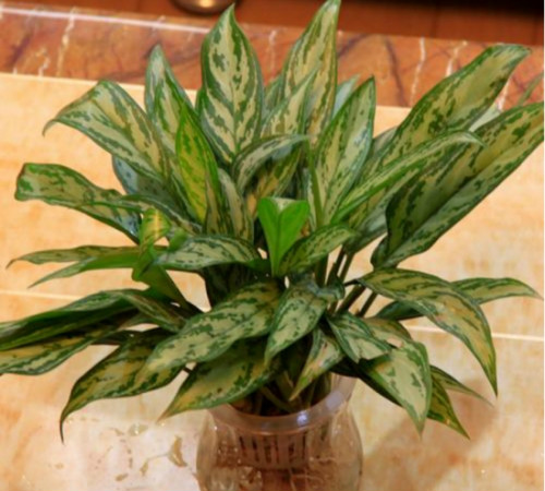 银皇后可以水培吗 水培银皇后的详细步骤方法看这里