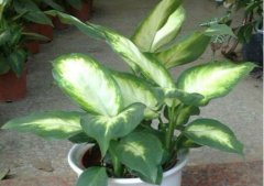 ���ʺ�Ὺ�����ÿ���  ���ʺ󿪻��᲻������������