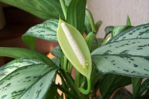 ���ʺ�Ὺ�����ÿ���  ���ʺ󿪻��᲻������������