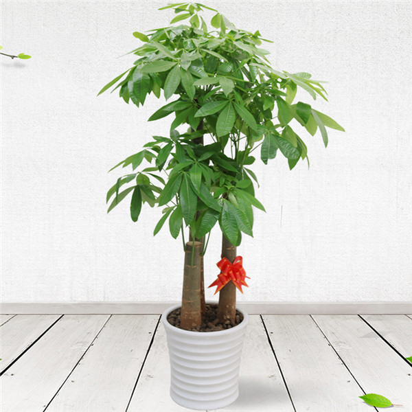 发财树怎么养才长得好 这五种养护方法你绝对不能错过