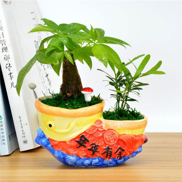 发财树怎么养才长得好 这五种养护方法你绝对不能错过