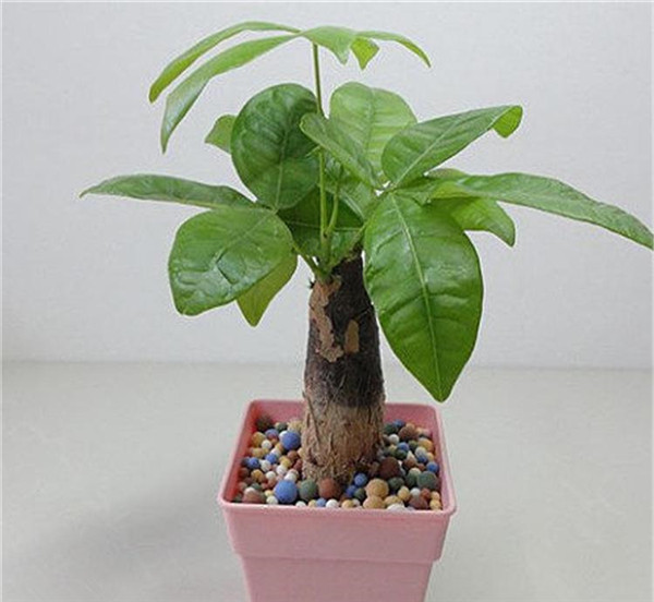 发财树如何施肥 发财树施肥方法和注意事项看这里
