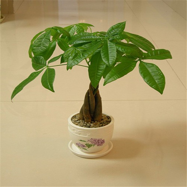 发财树如何施肥 发财树施肥方法和注意事项看这里