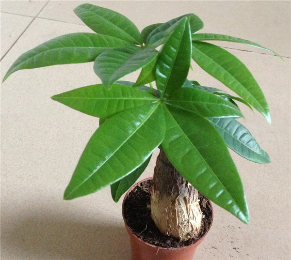 发财树如何施肥 发财树施肥方法和注意事项看这里