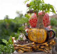 发财树烂根怎么办 掌握这三招就可以轻松解决