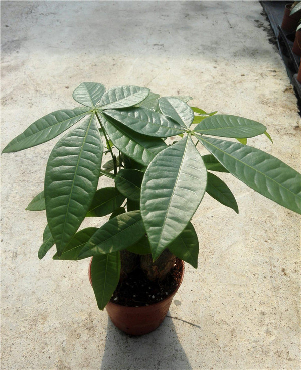 ���������ɱ�����ô�� ѧ�����������ǾͿ������ɽ��