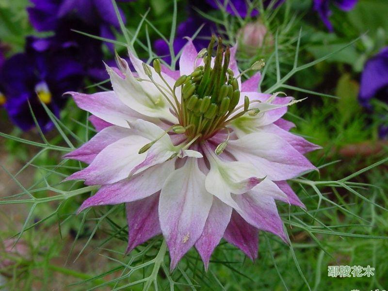 黑种草怎么繁殖方法介绍 这么给黑种草繁殖最简单