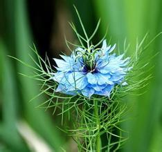 黑种草怎么繁殖方法介绍 这么给黑种草繁殖最简单