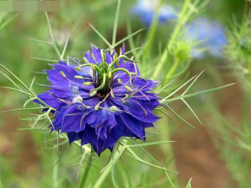黑种草怎么繁殖方法介绍 这么给黑种草繁殖最简单