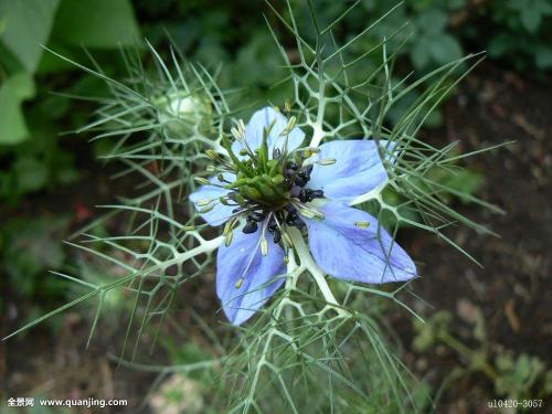 黑种草的养殖方法和注意事项是什么 这么养黑种草你会吗