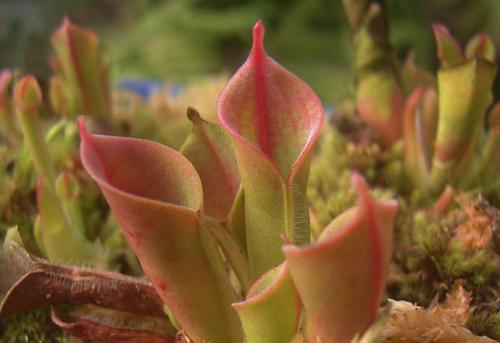 瓶子草怎么养比较好 瓶子草的养殖方法看这里