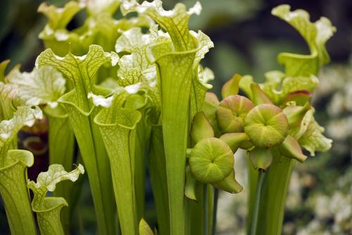 瓶子草怎么养比较好 瓶子草的养殖方法看这里