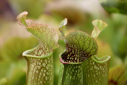 瓶子草怎么养比较好 瓶子草的养殖方法看这里