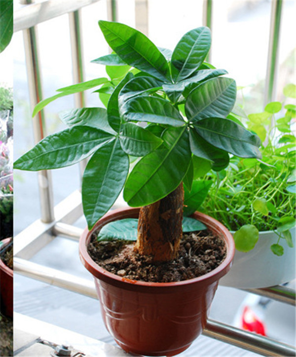 发财树新叶子卷曲打皱怎么办 其实从这四个方面解决就好啦