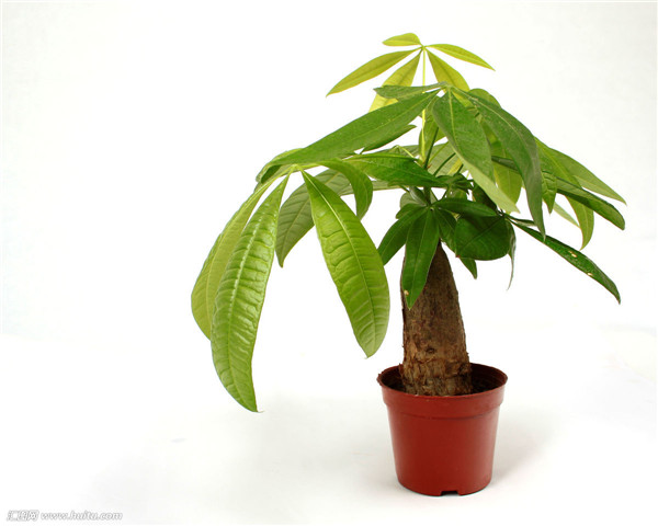 发财树新叶子卷曲打皱怎么办 其实从这四个方面解决就好啦