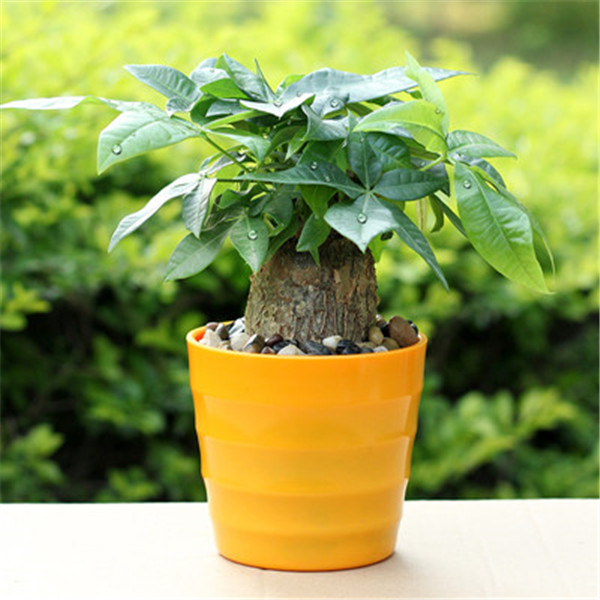 发财树新叶子卷曲打皱怎么办 其实从这四个方面解决就好啦