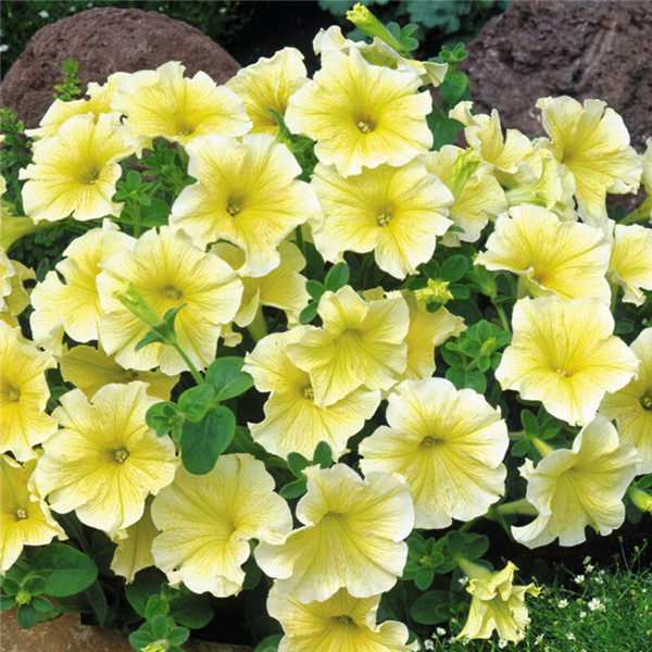 矮牵牛怎么浇水 这样给矮牵牛进行浇水一定错不了