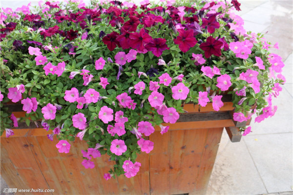 矮牵牛怎么浇水 这样给矮牵牛进行浇水一定错不了