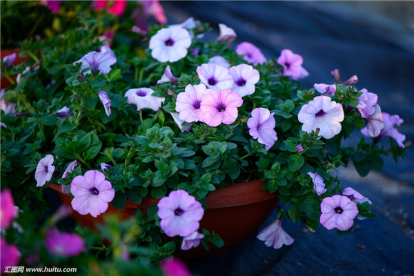 矮牵牛怎么浇水 这样给矮牵牛进行浇水一定错不了