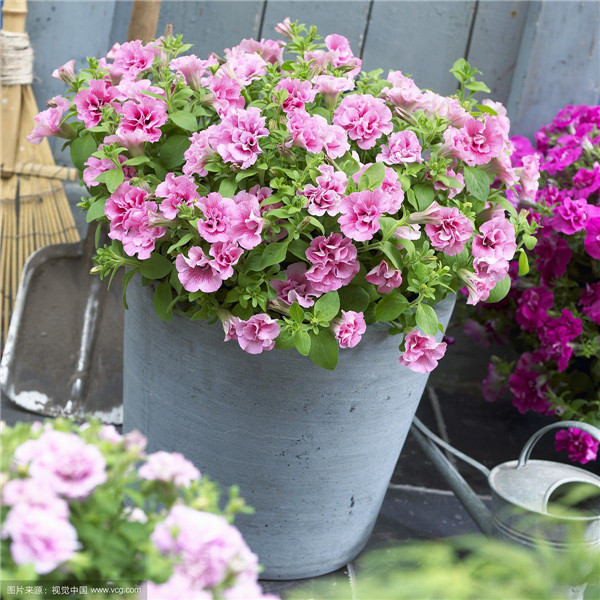 矮牵牛怎么浇水 这样给矮牵牛进行浇水一定错不了