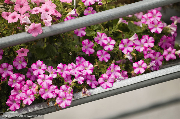 矮牵牛怎么浇水 这样给矮牵牛进行浇水一定错不了