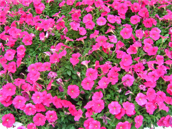 家庭养矮牵牛如何过冬 学会这四招矮牵牛就可以轻松越冬啦