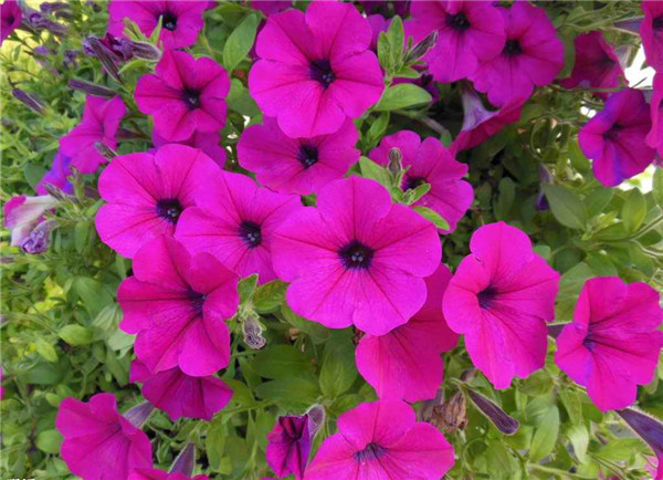 家庭养矮牵牛如何过冬 学会这四招矮牵牛就可以轻松越冬啦