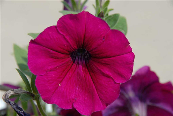 家庭养矮牵牛如何过冬 学会这四招矮牵牛就可以轻松越冬啦