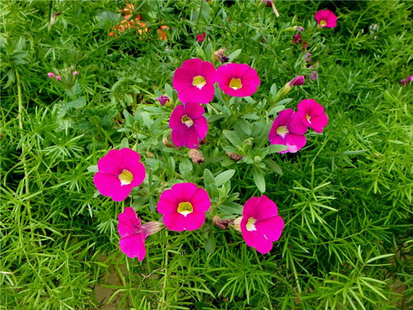 家庭养矮牵牛如何过冬 学会这四招矮牵牛就可以轻松越冬啦