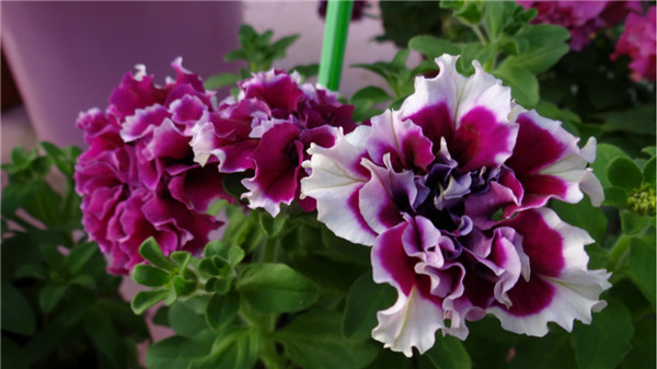 家庭养矮牵牛如何过冬 学会这四招矮牵牛就可以轻松越冬啦