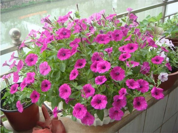 ��ǣţ����ˮ���� ˮ�ఫǣţ�ķ���С���ɿ�����