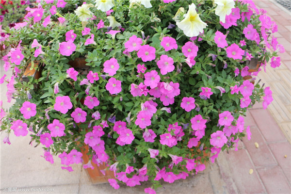 ��ǣţ����ˮ���� ˮ�ఫǣţ�ķ���С���ɿ�����