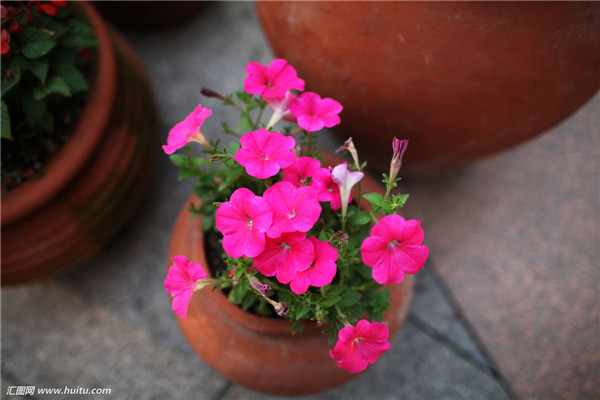 ��ǣţ����ˮ���� ˮ�ఫǣţ�ķ���С���ɿ�����