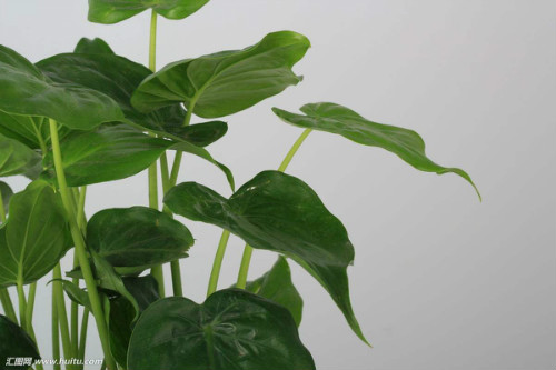 滴水观音有毒吗 滴水观音中毒怎么办解救方法看这里