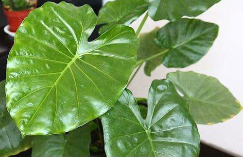 滴水观音有毒吗 滴水观音中毒怎么办解救方法看这里