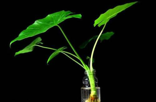 滴水观音有毒吗 滴水观音中毒怎么办解救方法看这里