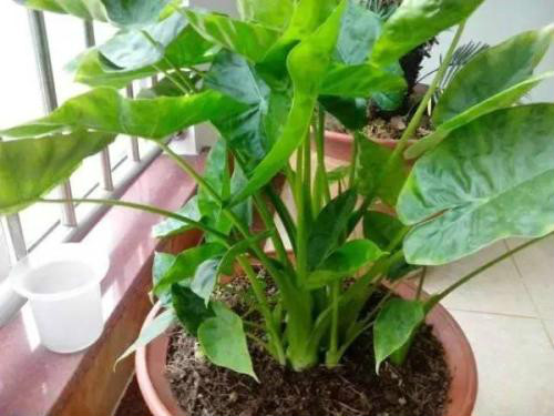 滴水观音有毒吗 滴水观音中毒怎么办解救方法看这里